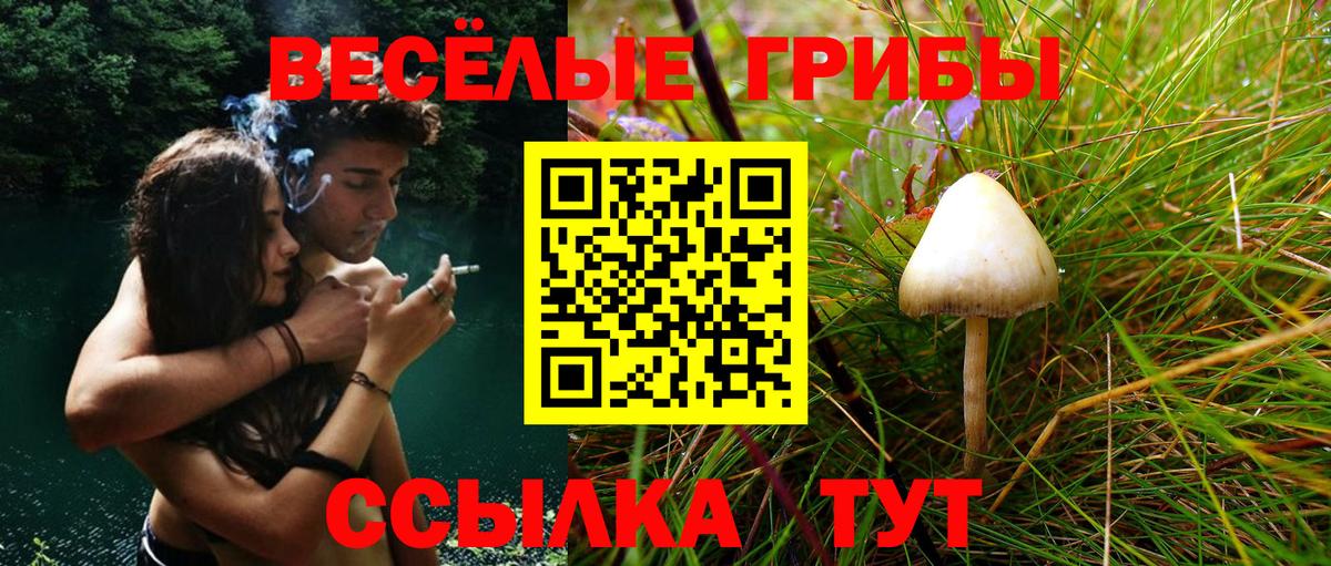 Галлюциногенные грибы Psilocybe Кимовск